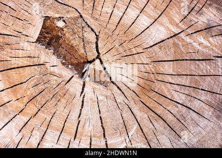 tronco di albero, struttura, anelli annuali, tronchi, strutture, anello annuale Foto Stock