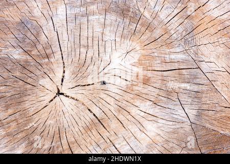 tronco di albero, grano di legno, struttura, tronchi, grani di legno, strutture Foto Stock