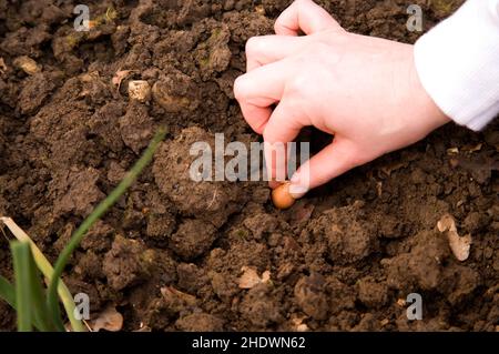 piantando gli insiemi della cipolla su una collina di burgess di allotment Foto Stock