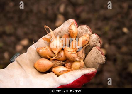 piantando gli insiemi della cipolla su una collina di burgess di allotment Foto Stock