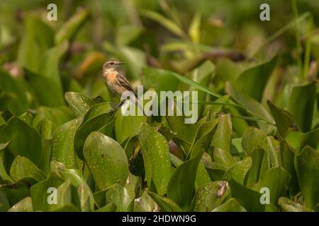 stonechat siberiano, Saxicola maurus, Vietnam Foto Stock