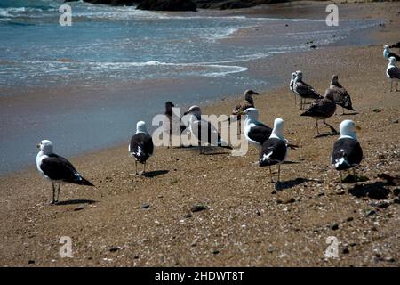 Primo piano di gabbiani in piedi sulla spiaggia di fronte ad un oceano con uno sfondo sfocato in Cile Foto Stock