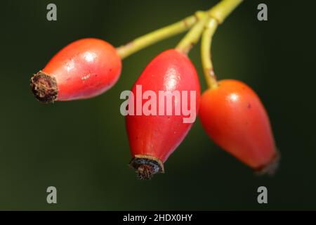 anche di rose, rosa di campo, rosa canina, rose Foto Stock