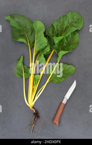 Giallo Swiss chard preparazione di verdure sane appena raccolte con palla di radice e coltello. Alimenti per la salute ad alto contenuto di vitamina A, C e K, potassio, magnesio Foto Stock