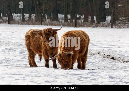 bestiame delle highland, cratatte delle highland Foto Stock