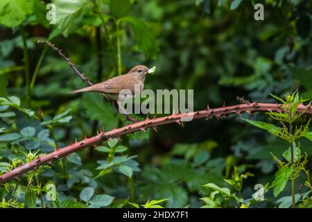 nightingale, comune nightingale, luscinia megarhynchos, rufous nightingale Foto Stock