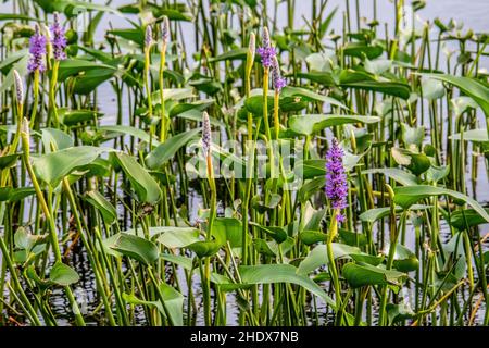 Blue pickerel, un laghetto acquatico a Phantom Lake, Crex Meadows state Wildlife Area a Grantsburg, WISCONSIN USA. Foto Stock
