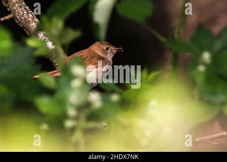 foraging, incubo, incubo comune, luscinia megarhynchos, incubo rufoso Foto Stock