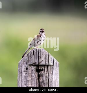 Il canto di Spassero canta i suoi trills alla Crex Meadows state Wildlife Area a Grantsburg, WISCONSIN. Foto Stock