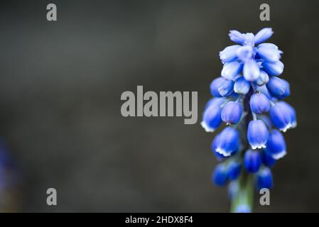 Fuoco selettivo di fiori di giacinto di uva blu Foto Stock