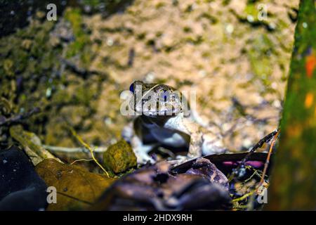 gonocephalus bornensis, lucertola di testa d'angolo del borneo, drago della foresta del borneo Foto Stock