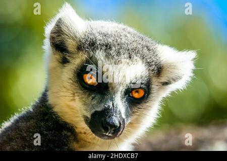 ritratto animale, lemure, ritratti animali, lemuri Foto Stock