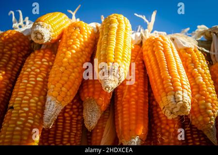 pannocchia di mais, mais sulle pannocchie Foto Stock