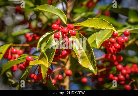 arabica, bacche di caffè rosso, arabica Foto Stock