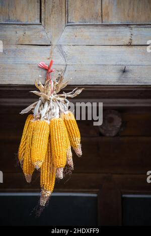 pannocchie di mais, mais, decorazione autunnale, mais sulle pannocchie, cornici, decorazioni autunnali Foto Stock