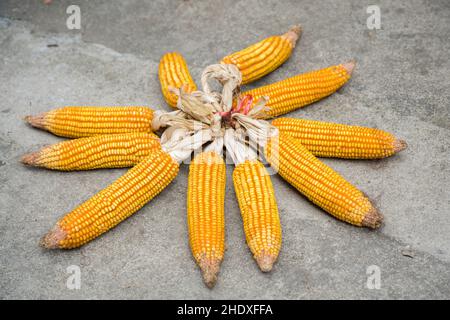 pannocchia di mais, mais sulle pannocchie Foto Stock