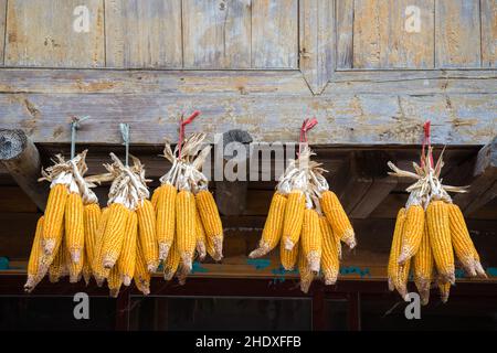 pannocchia di mais, mais sulle pannocchie Foto Stock