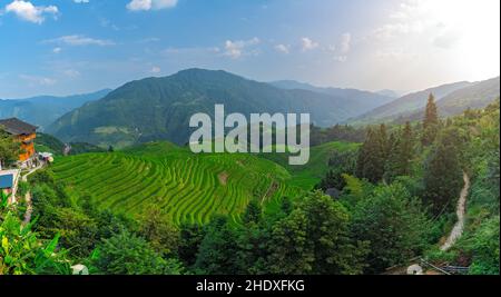 paddy, guilin, risaie, risaie, le corporazioni Foto Stock