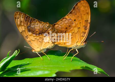 farfalla, phalanta phalantha, farfalle, leopardo comune, macchiato rustico Foto Stock