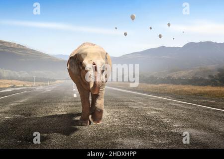 libertà, surreale, elefante, libertà, surreal, elefanti Foto Stock