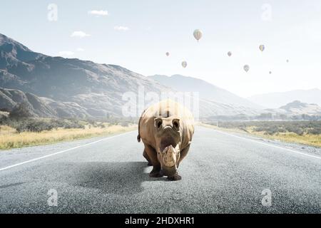 rinoceronte, strada, rinoceronte, strade, strada, strade Foto Stock