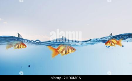 camouflage, pesci rossi, pinne di squalo, camouflage, pesci rossi Foto Stock