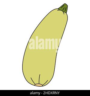 Illustrazione vettoriale cartoon di zucchine isolato su sfondo bianco. Vegetale maturo, fonte di vitamine Illustrazione Vettoriale