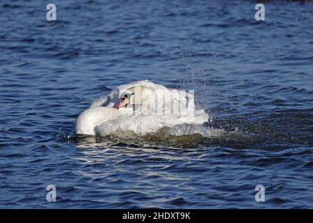 Mute Swan preening in acqua a Slimbridge WWT Gloucestershire Regno Unito Foto Stock