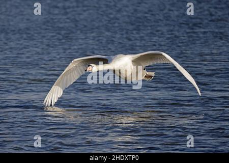 Mute Swan in volo a Slimbridge WWT Gloucestershire UK Foto Stock