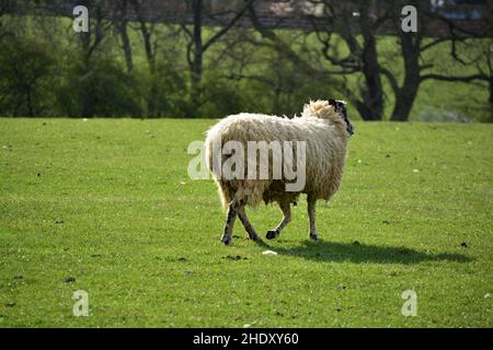 Pecora bianca pascolo erba verde. Foto Stock