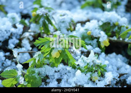 Primaverili Anemone buttercup cosparso di neve in primavera in una giornata di sole. Sfondo. Foto Stock