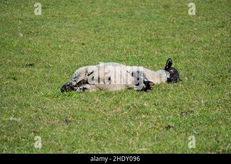 Carino agnello che gioca nel verde erba soffice. Foto Stock