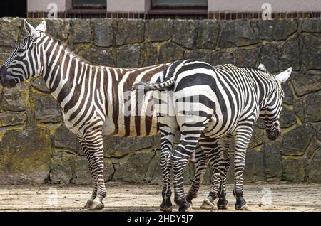 Dvur Kralove nad Labem, Kralovehradecky kraj, Repubblica Ceca - 25 aprile 2014: Zebre, impressioni dallo Zoo di Dvur Kralove. Foto Stock