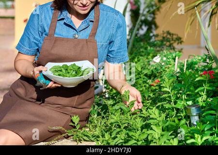 Primo piano di mani che raccolgono menta fresca in una ciotola Foto Stock