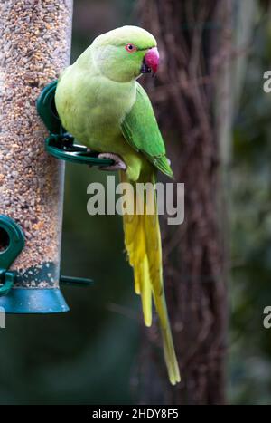 Parakeet rosato su un alimentatore di silo Foto Stock