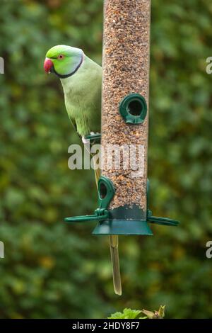 Parakeet rosato su un alimentatore di silo Foto Stock