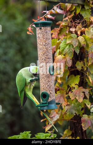 Parakeet rosato su un alimentatore di silo Foto Stock