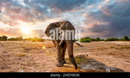 Un grande elefante africano maschio (Loxodonta africana) con un crepuscolo rotto si erge con un cielo drammatico sullo sfondo. Savute, Botswana Foto Stock