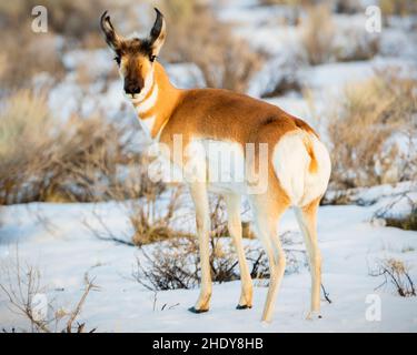 Il Pronghorn americano (Antipocapra americana) in alto deserto di neve. Fotografato nella contea di Lassen, California, USA. Foto Stock