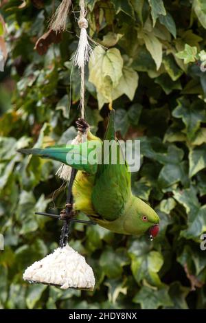 Parakeet rosato appeso su una torta di uccelli Foto Stock