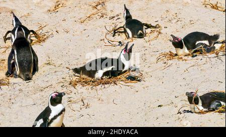 Un gruppo di pinguini africani (Spheniscus demersus) che tengono le uova calde sui loro nidi sulla spiaggia di Boulders a False Bay, vicino a Città del Capo, Sudafrica. Foto Stock