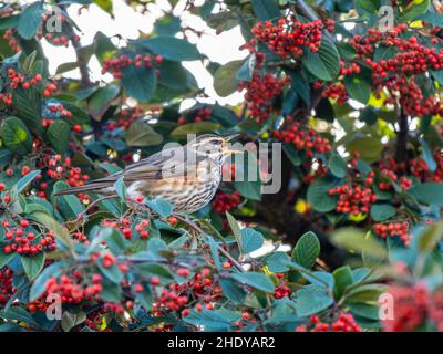 Redwing mangiare frutti di bosco di Rohan in Urban Garden Foto Stock