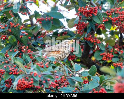 Redwing mangiare frutti di bosco di Rohan in Urban Garden Foto Stock