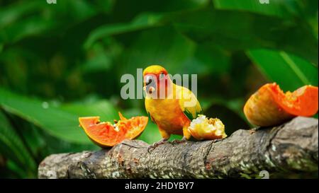 Un bel parakeet sole (latino - Aratinga solstitialis) che mangia frutta fresca. Questo piccolo pappagallo colorato è originario del Sud America, ed è in pericolo. Foto Stock
