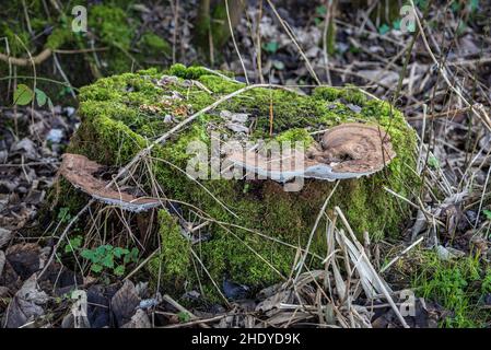 Staffa fungo su un ceppo di albero morto. Un fungo di tipo Polypore Foto Stock