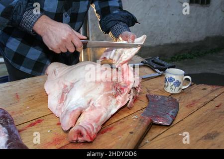 macellazione, maialino Foto Stock