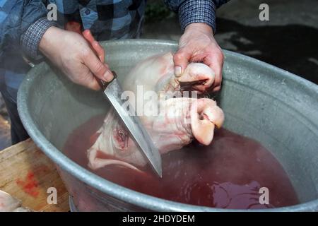 macellazione, maialino Foto Stock