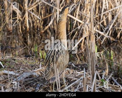 Tarabuso Botaurus stellaris tra Reedmace Typha latifolia, Blashford Laghi Riserva Naturale, Hampshire e dell' Isola di Wight Wildlife Trust Reserve, Foto Stock