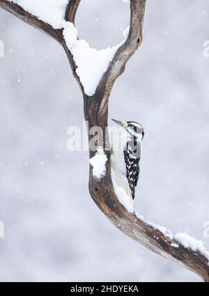 Maschio hairy picchio arroccato su un ramo innevato in inverno a Ottawa, Canada Foto Stock