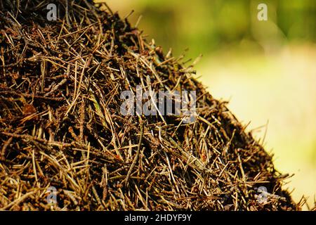 Antracite con molte Antine nei boschi Foto Stock
